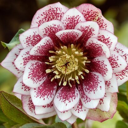 Sniega roze 'Double Ellen White Spotted'